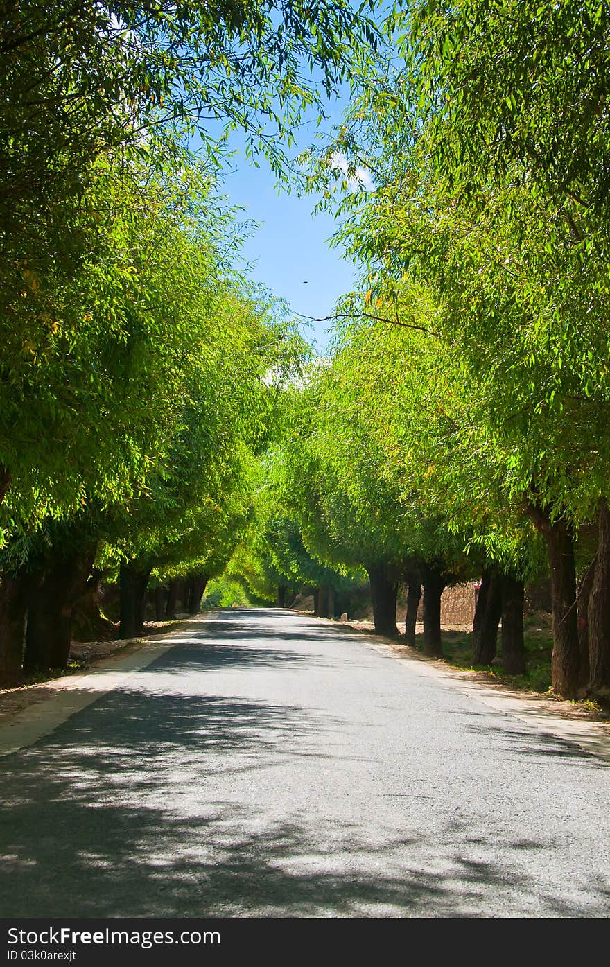 Straight in the shade of the road