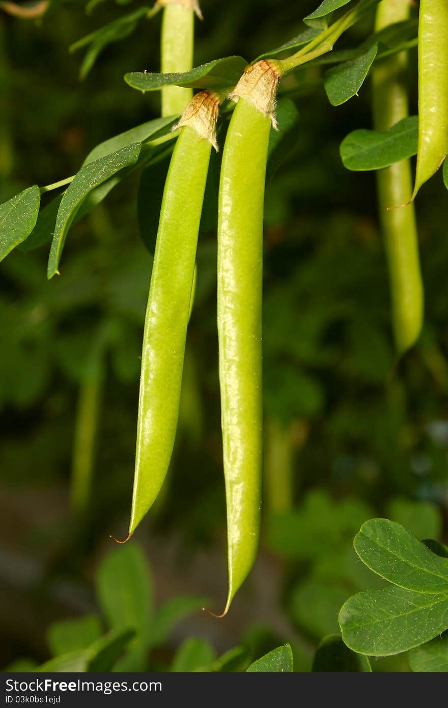 Green seed pods hanging from stem