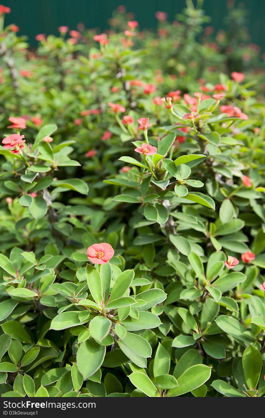 Red Flower