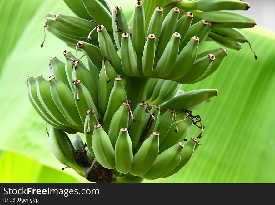 Bunch of green bananas on banana tree