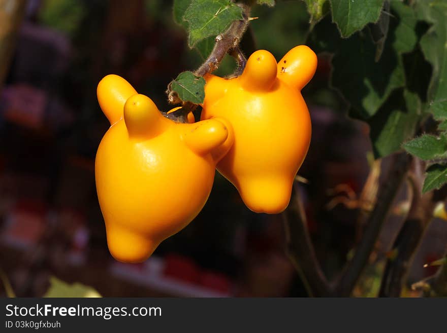 Solanum mammosum, one kind of eggplant