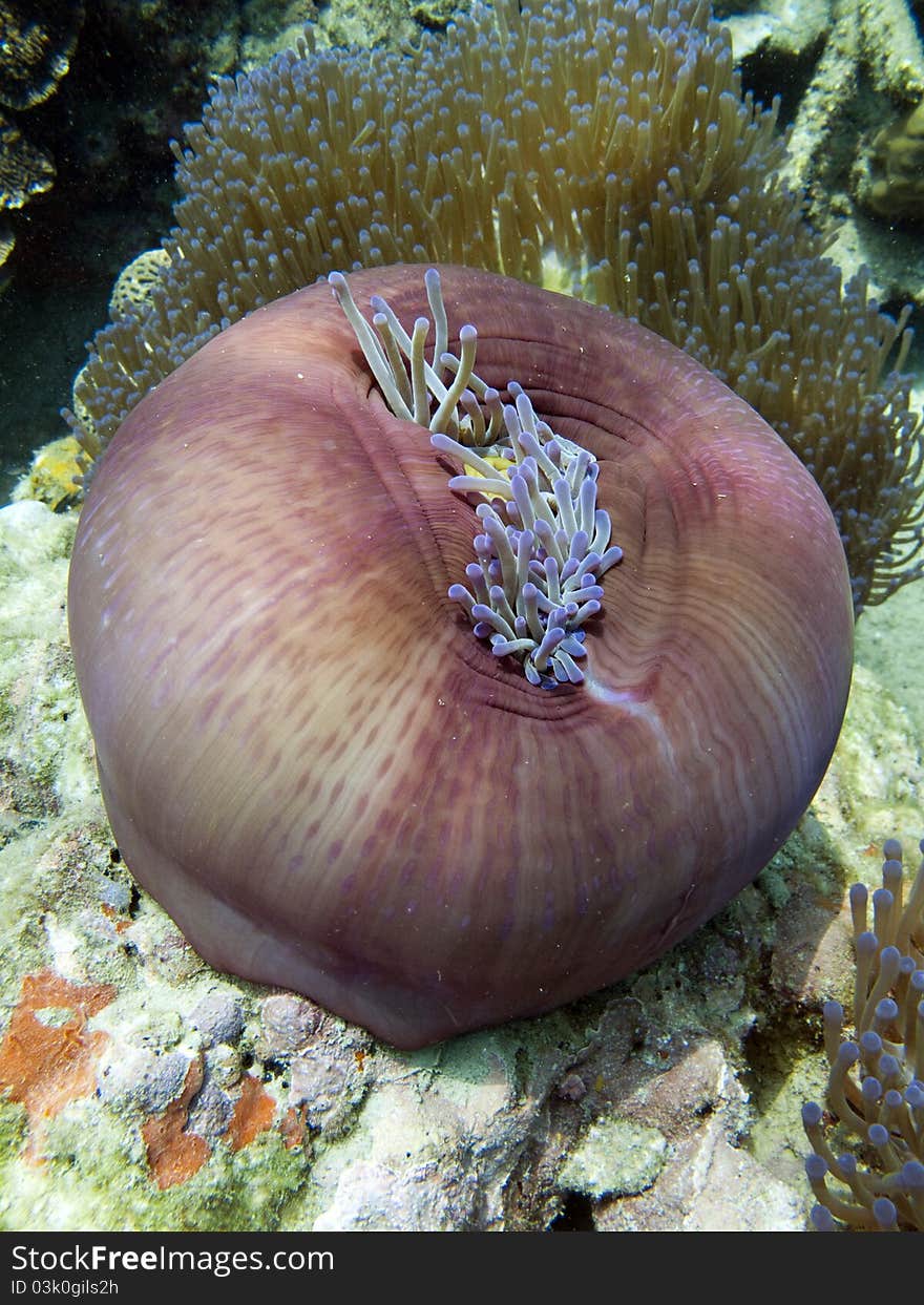 Magnificent Anemone - Heteractis magnifica Marine Life Tropical