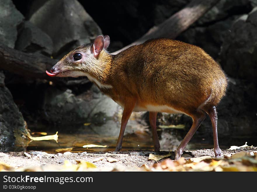 Barking deer