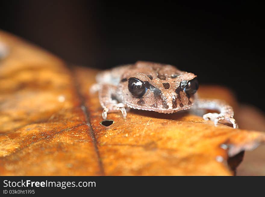 Frog Resting