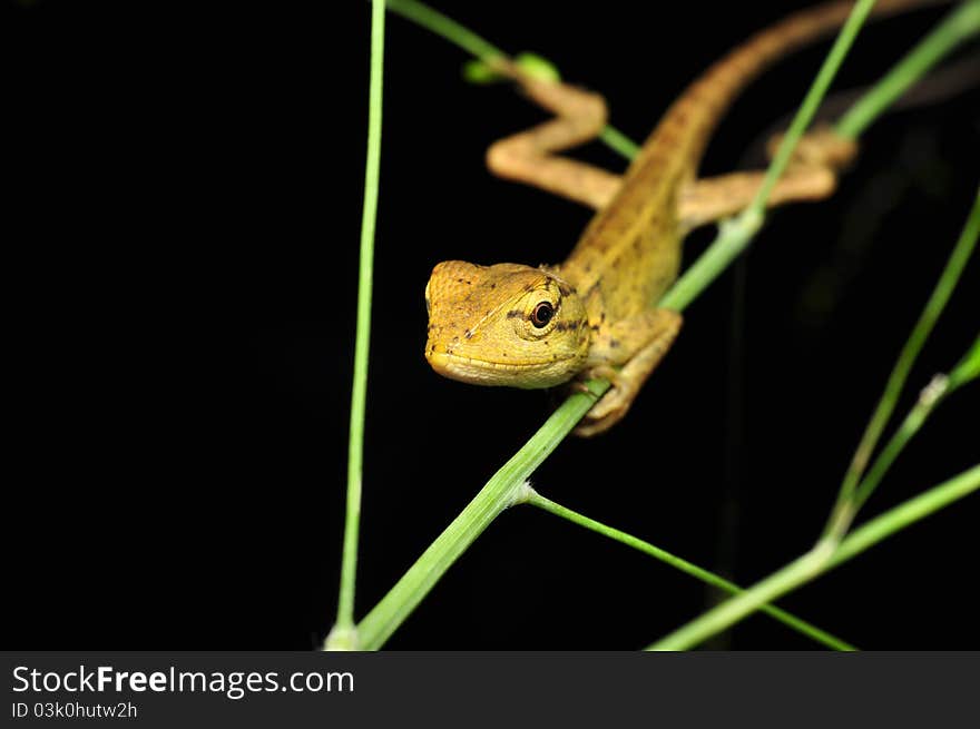 A lizard awaiting happily for its prey. A lizard awaiting happily for its prey.