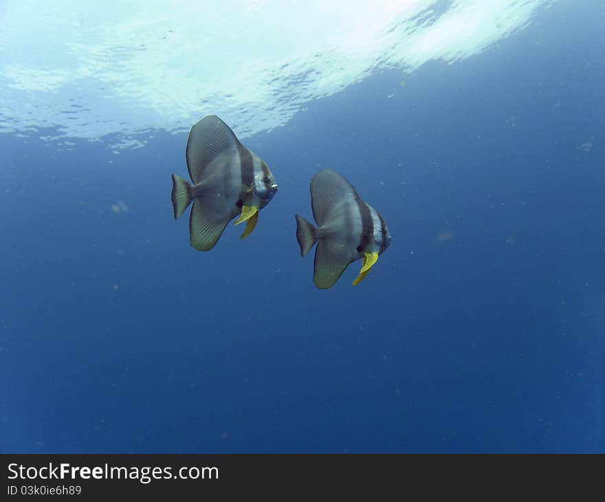 Longfin Batfish - Platax teira