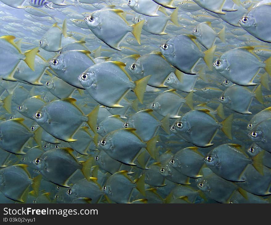 Sliver Batfish - Monodactylus argenteus