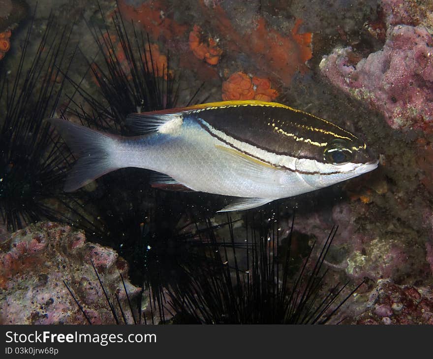 Bridled Monocle Bream - Scolopsis bilineatus