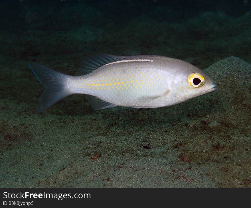 Whiteback Coral Bream - Scolopsis Ciliatus