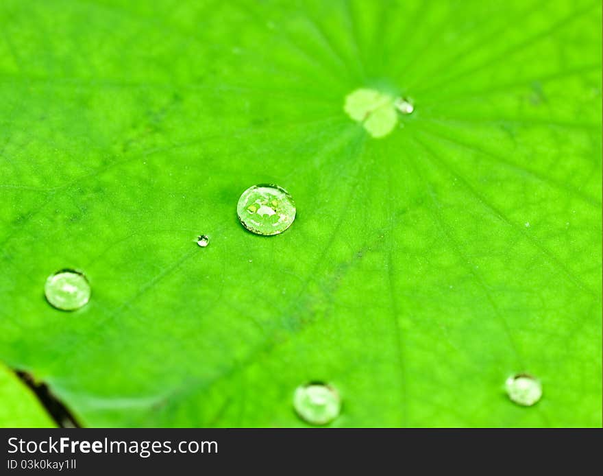 Water droplet on Lotus leaves