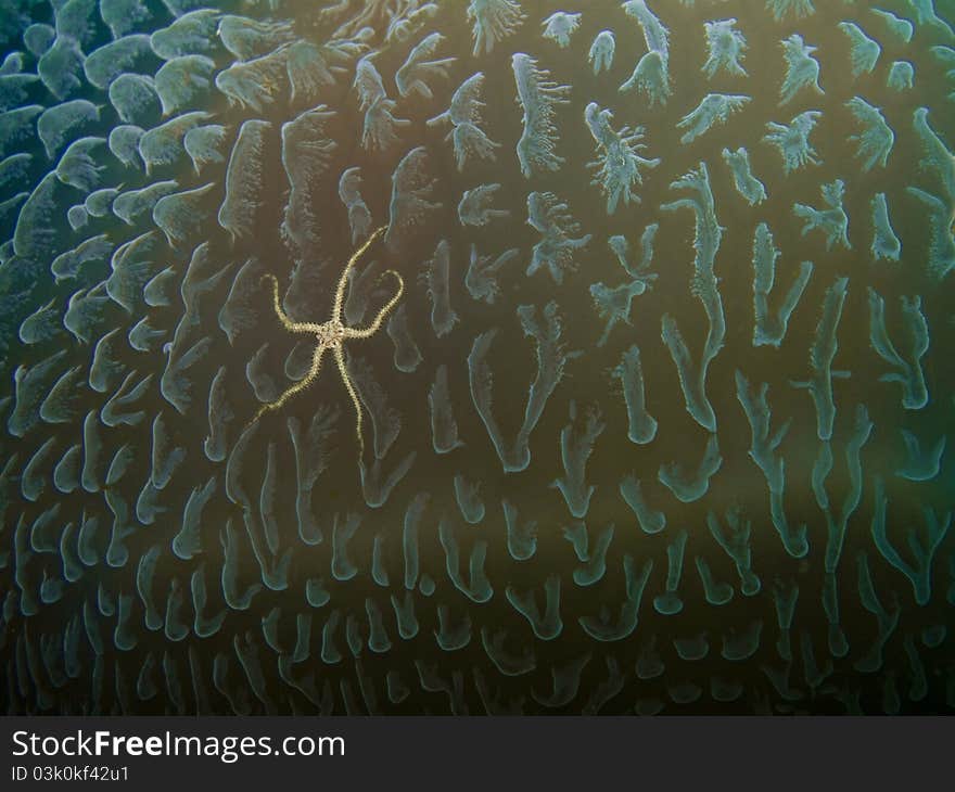 Brittle Star on Jellyfish