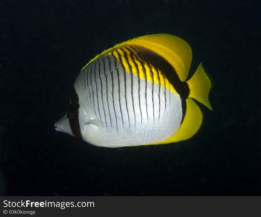 Lined Butterflyfish - Chaetodon lineolatus