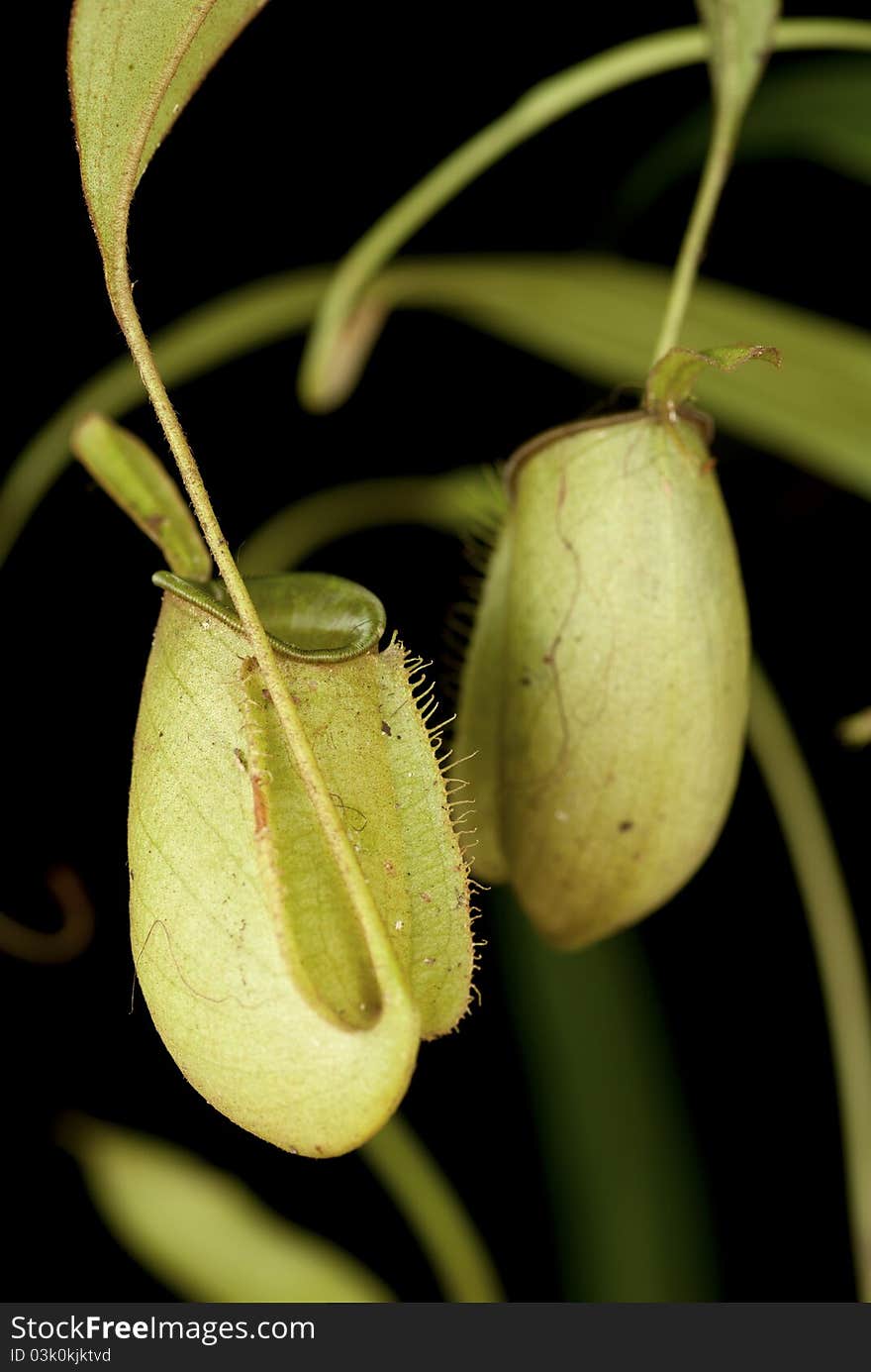 A Pair Of Monkey Cups - Nepenthes Sp