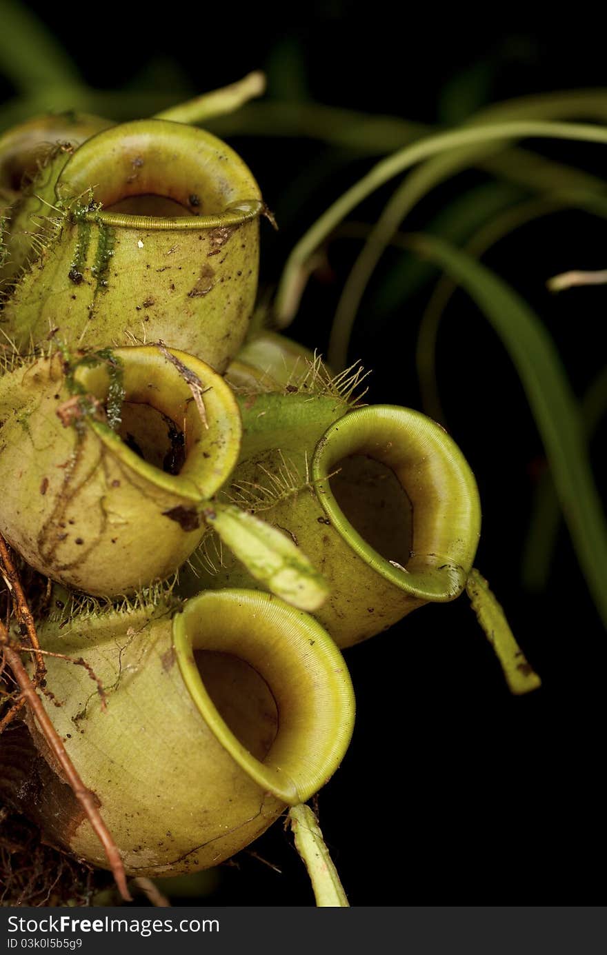 Floor Dwelling Monkey Cups - Nepenthes Sp.