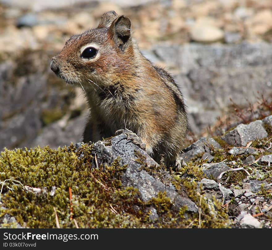 Chipmunk standing on top of a mossy rock.