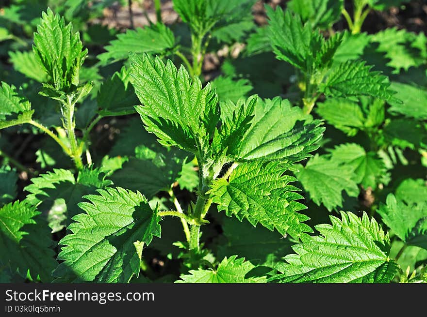 New green nettle leaves, spring time. New green nettle leaves, spring time