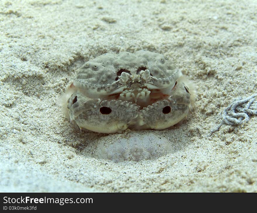 Box Crab - Calappa philargius