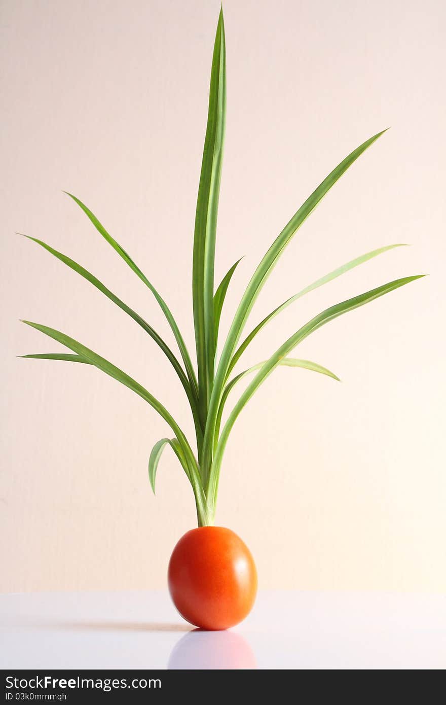 Pandanus trees and tomatoes, two kinds.