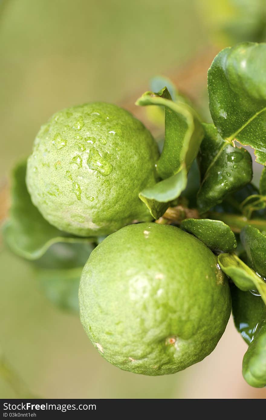 Green Kaffir Limes