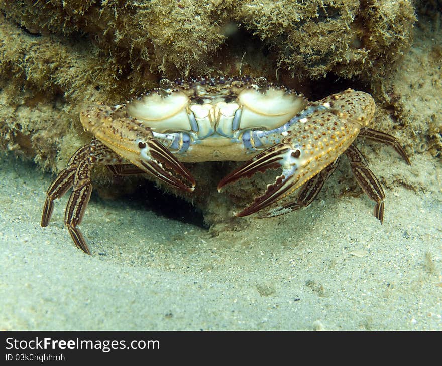 Reef Crab - Callinectes Sp.