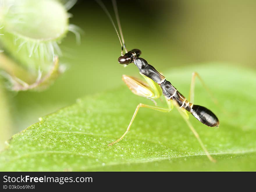 Approximately about 12mm, this young insect is facing a sprig of Basil flowers, waving its feelers furiously. Approximately about 12mm, this young insect is facing a sprig of Basil flowers, waving its feelers furiously