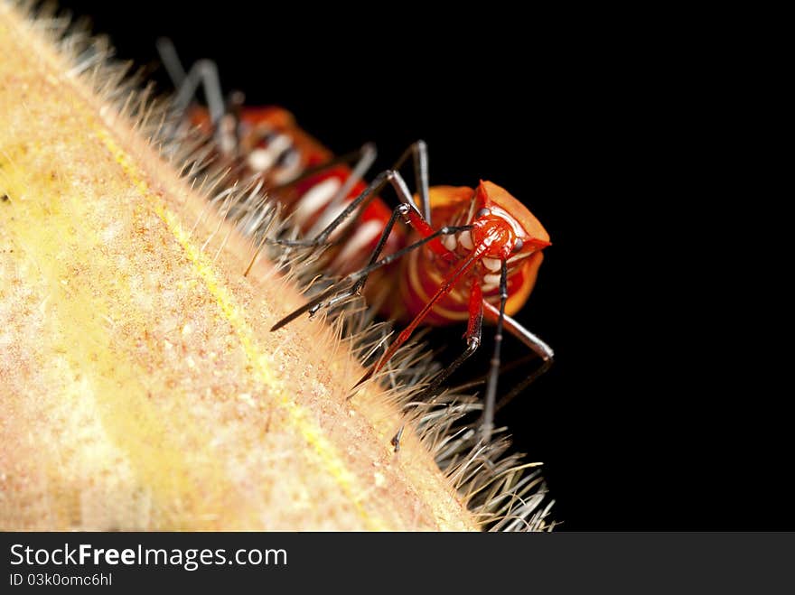 These Red Cotton Bugs were found mating on a Wild Fruit with the male facing the camera. These Red Cotton Bugs were found mating on a Wild Fruit with the male facing the camera