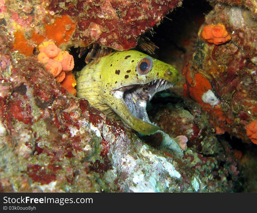 Spot Face Moray Eel - Gymnothorax fimbriatus marine life tropical