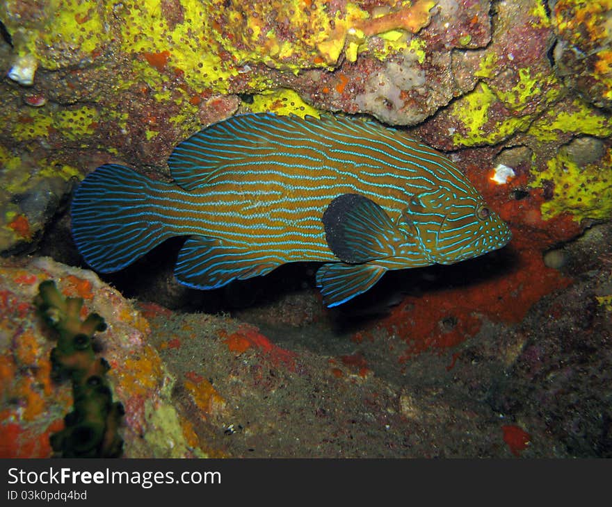 Bluelined Grouper - Cephalapholis Formosa