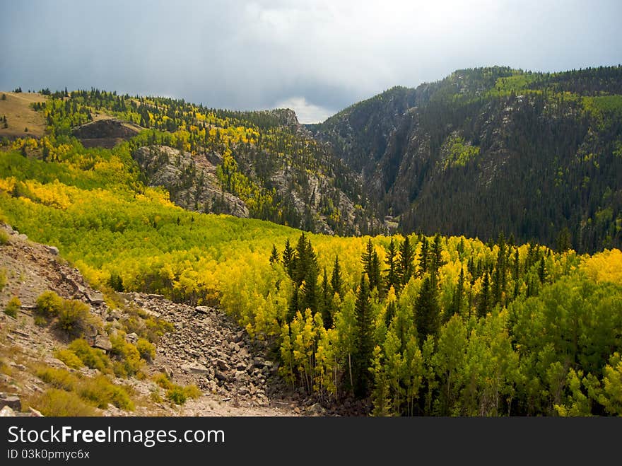 Foliage In The San Juan Mountains