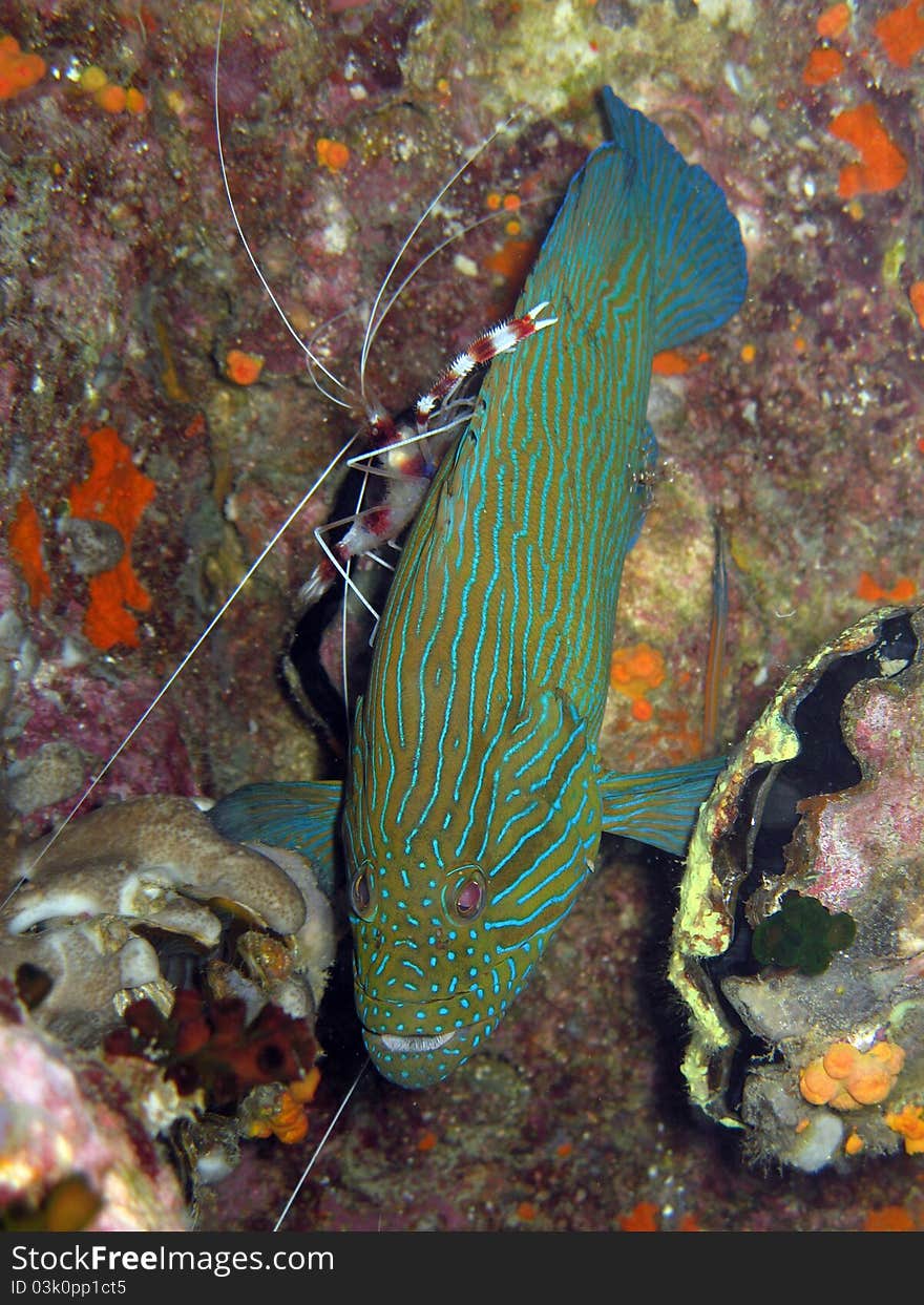 Bluelined Grouper - Cephalapholis formosa