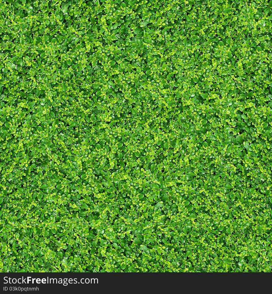 Green plants and grass. on outdoor background