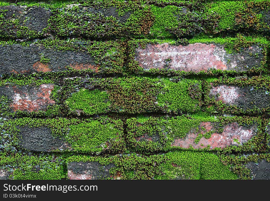 Old red brick wall with green lichen. Old red brick wall with green lichen