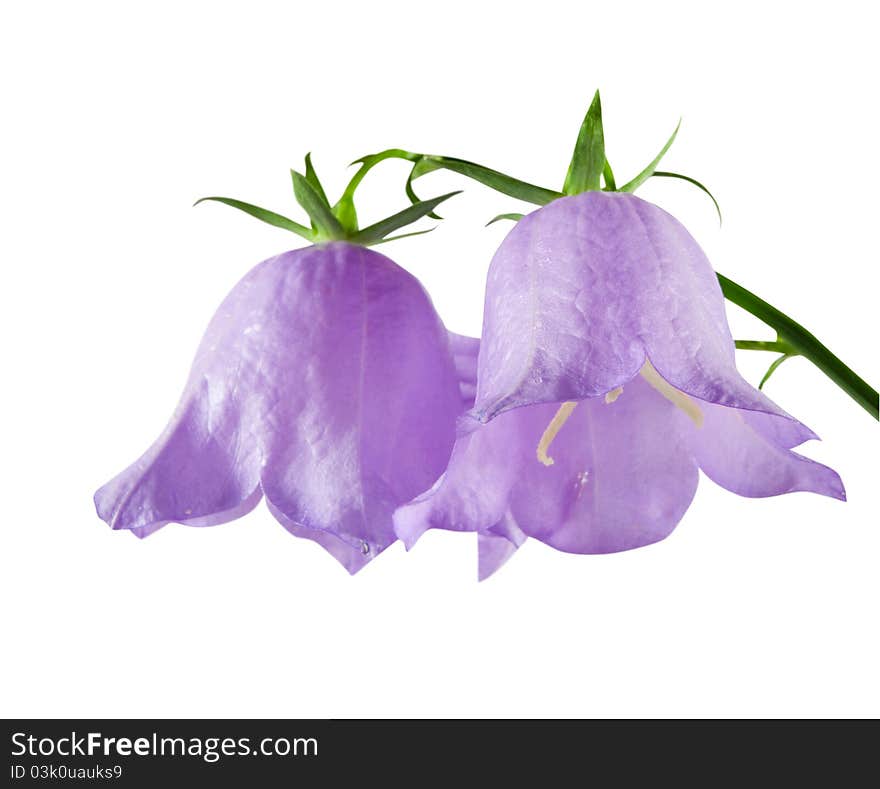 Blue campanulas isolated over white