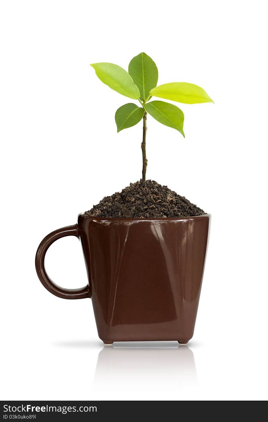 Seedlings in coffee cup brown. Seedlings in coffee cup brown