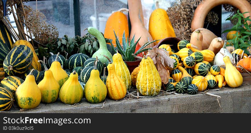 Squashes and Pumpkins.