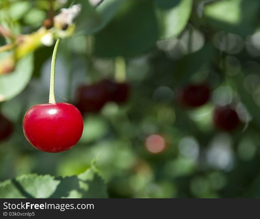 A cherry growing on a tree