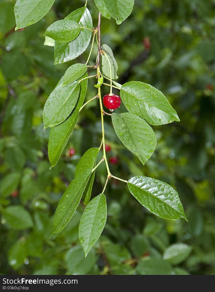 A red ripe cherry growing on a tree in summer after a rain. A red ripe cherry growing on a tree in summer after a rain