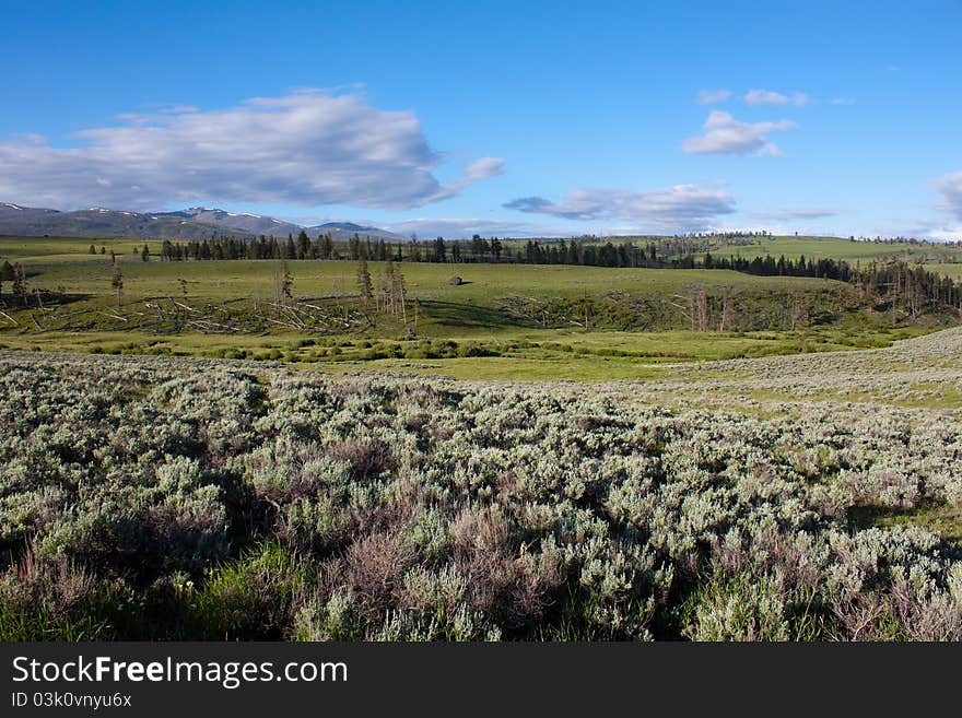 Lamar Valley In Yellowstone