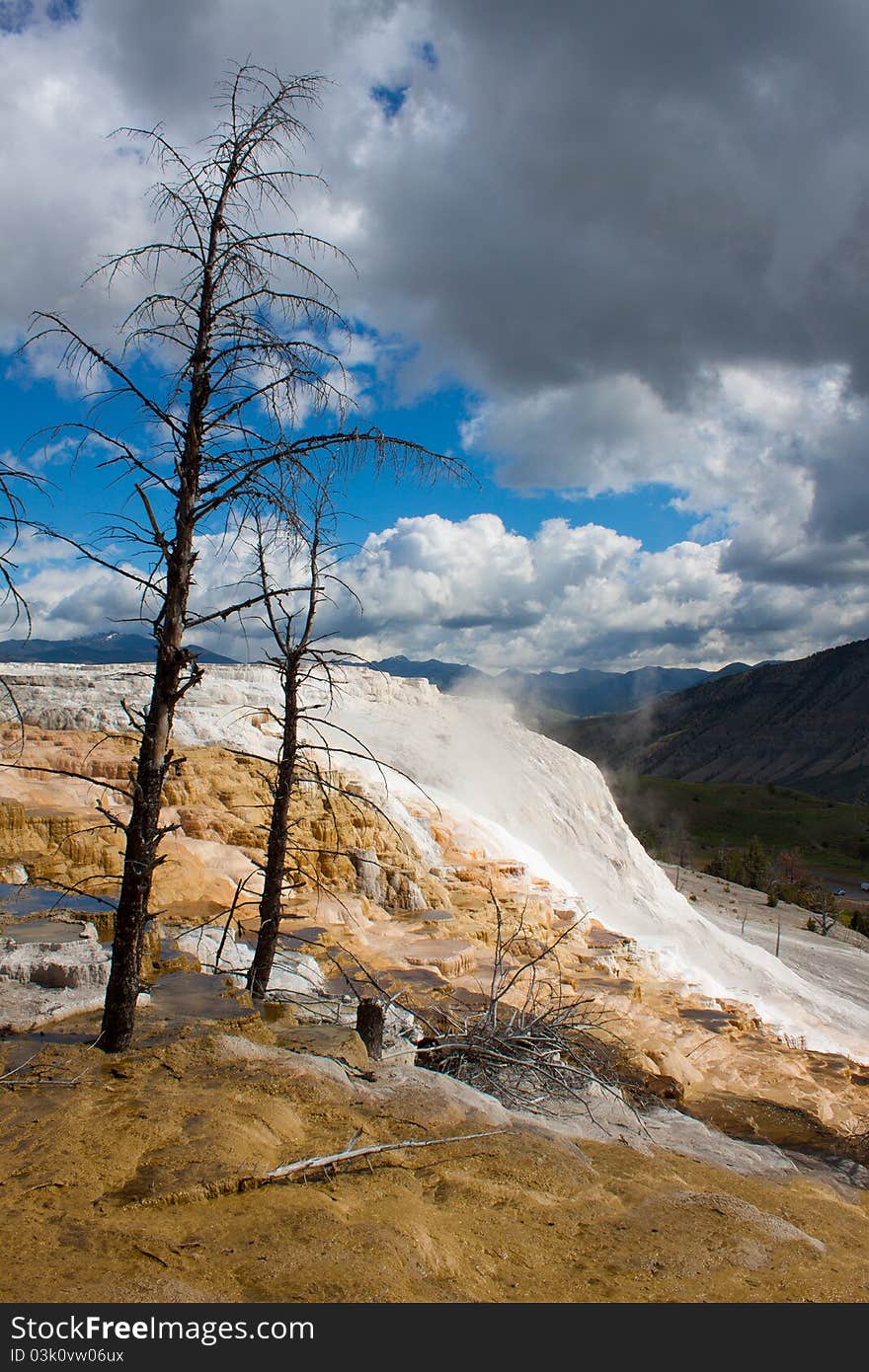 Dead trees stand over the terraces at Mammoth Hot Springs. Dead trees stand over the terraces at Mammoth Hot Springs