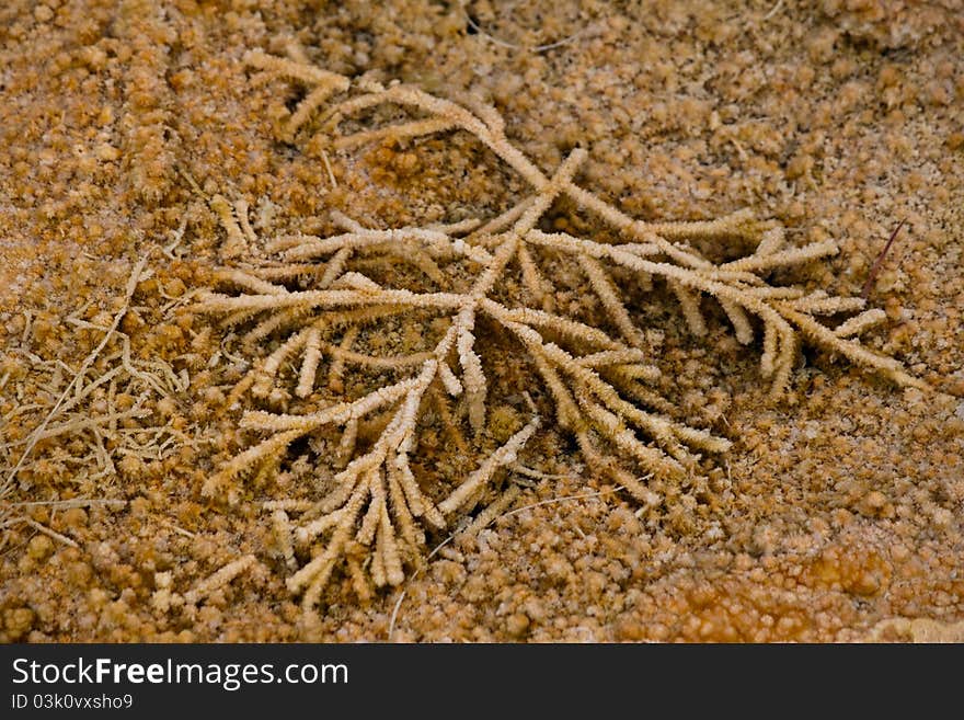 Spruce branch in the thermal geyser pool. Yellowstone National Park. Spruce branch in the thermal geyser pool. Yellowstone National Park