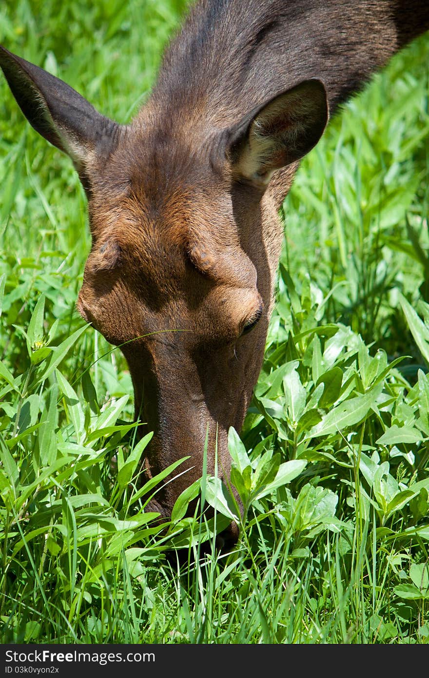 Young fawn deer head, doe grass feeding