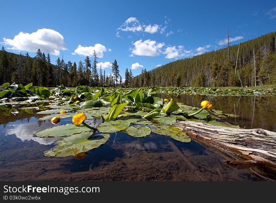 Multiple water lily blossoms in summer on a lake