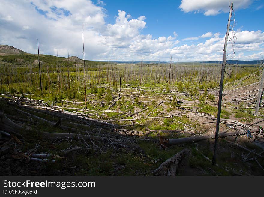 Fairy Falls dead forest in yellowstone, WY