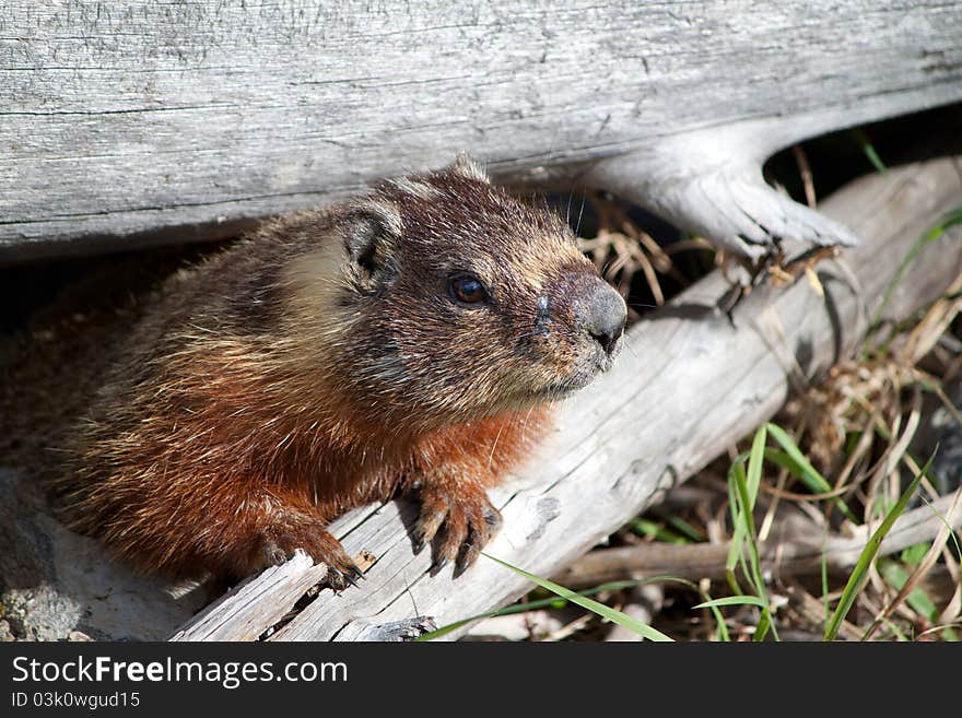 Close Up Of A Marmot