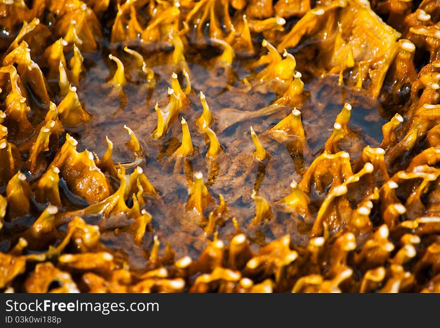 Spike pattern of the lake in yellowstone national park, wyoming. Spike pattern of the lake in yellowstone national park, wyoming