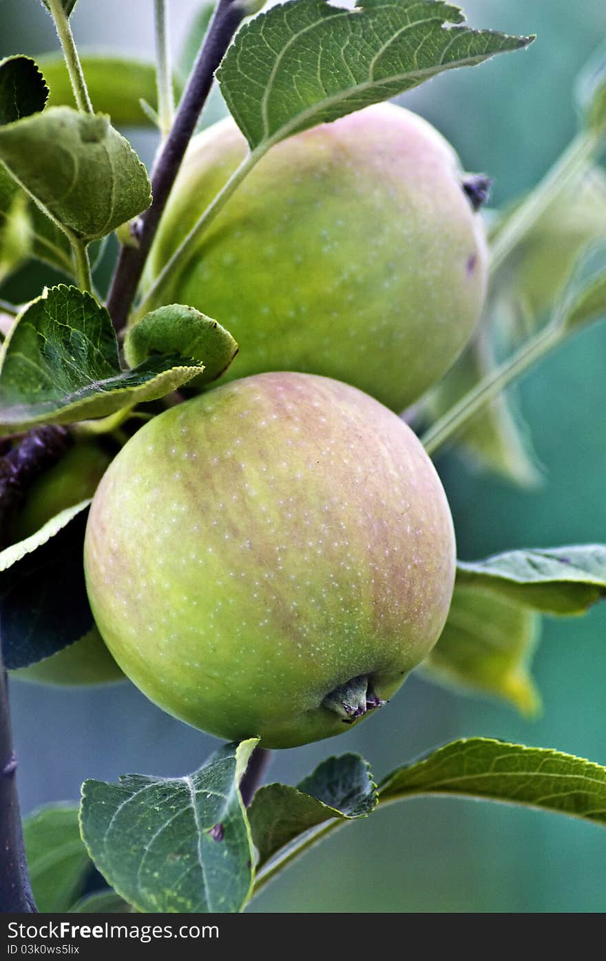 Apples in the apple tree with amazing colors and great background