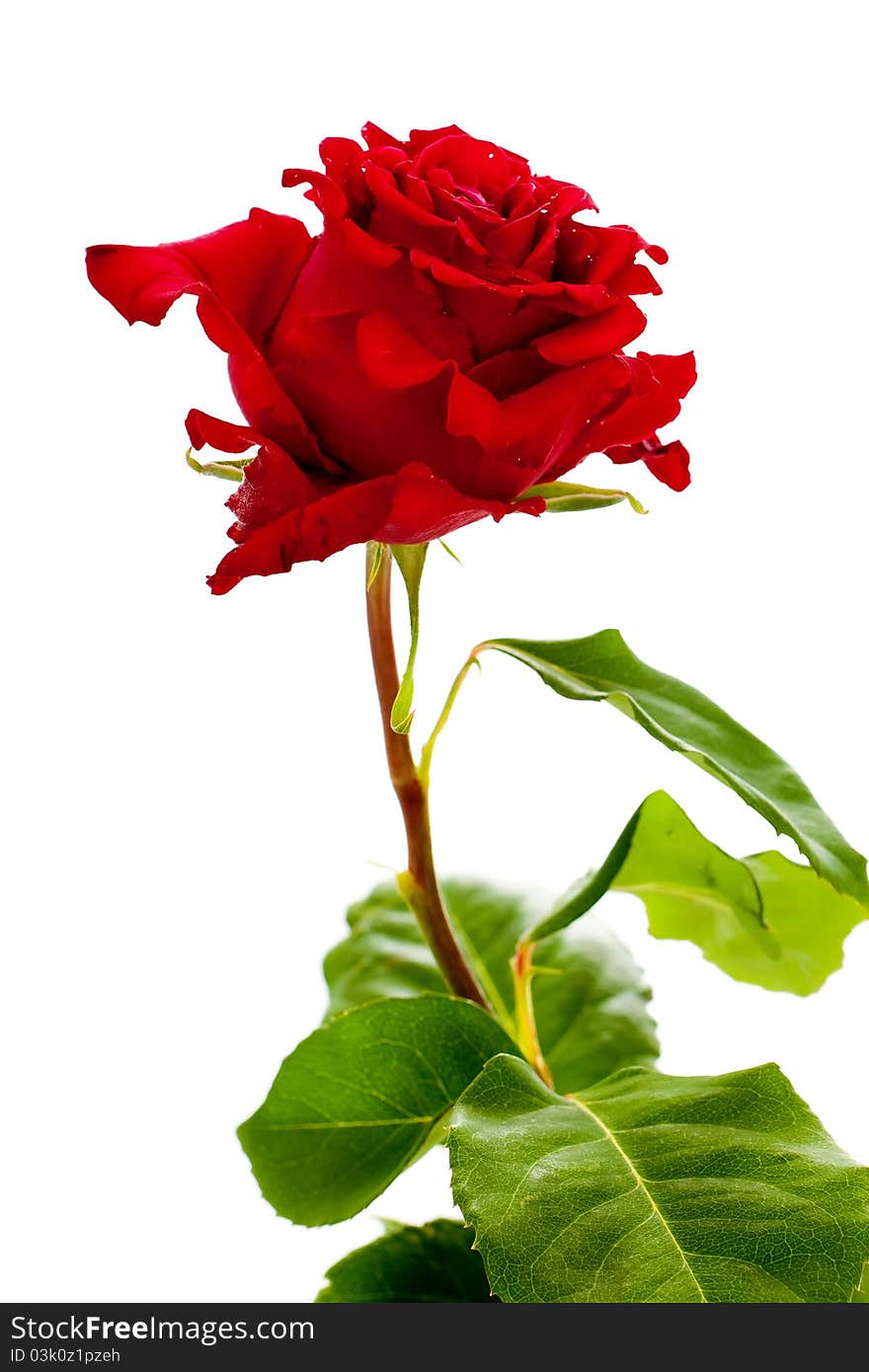 Single red rose with green leaves isolated