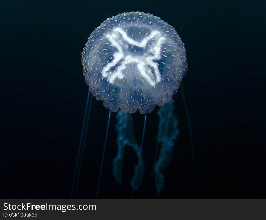 Moon Jellyfish - Aurelia aurita