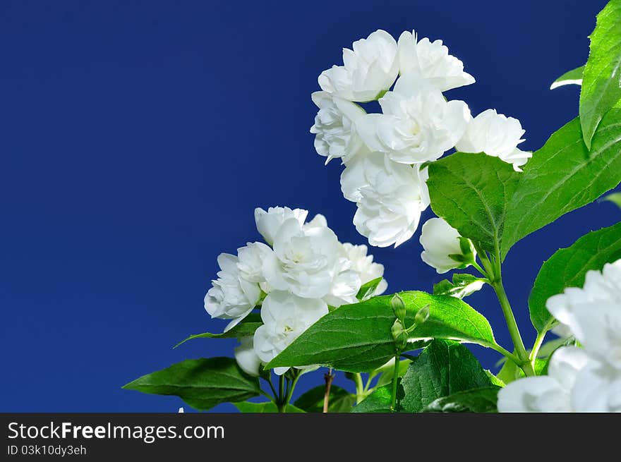 Beautiful white jasmine flowers against a blue sky background. Beautiful white jasmine flowers against a blue sky background