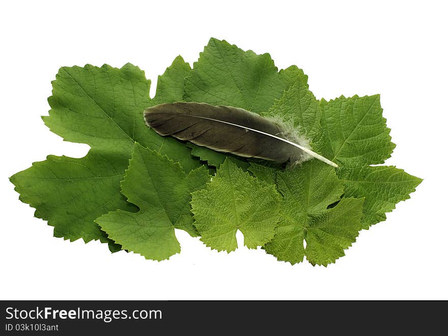 Green leaves of grapes and feather of a bird. Green leaves of grapes and feather of a bird.